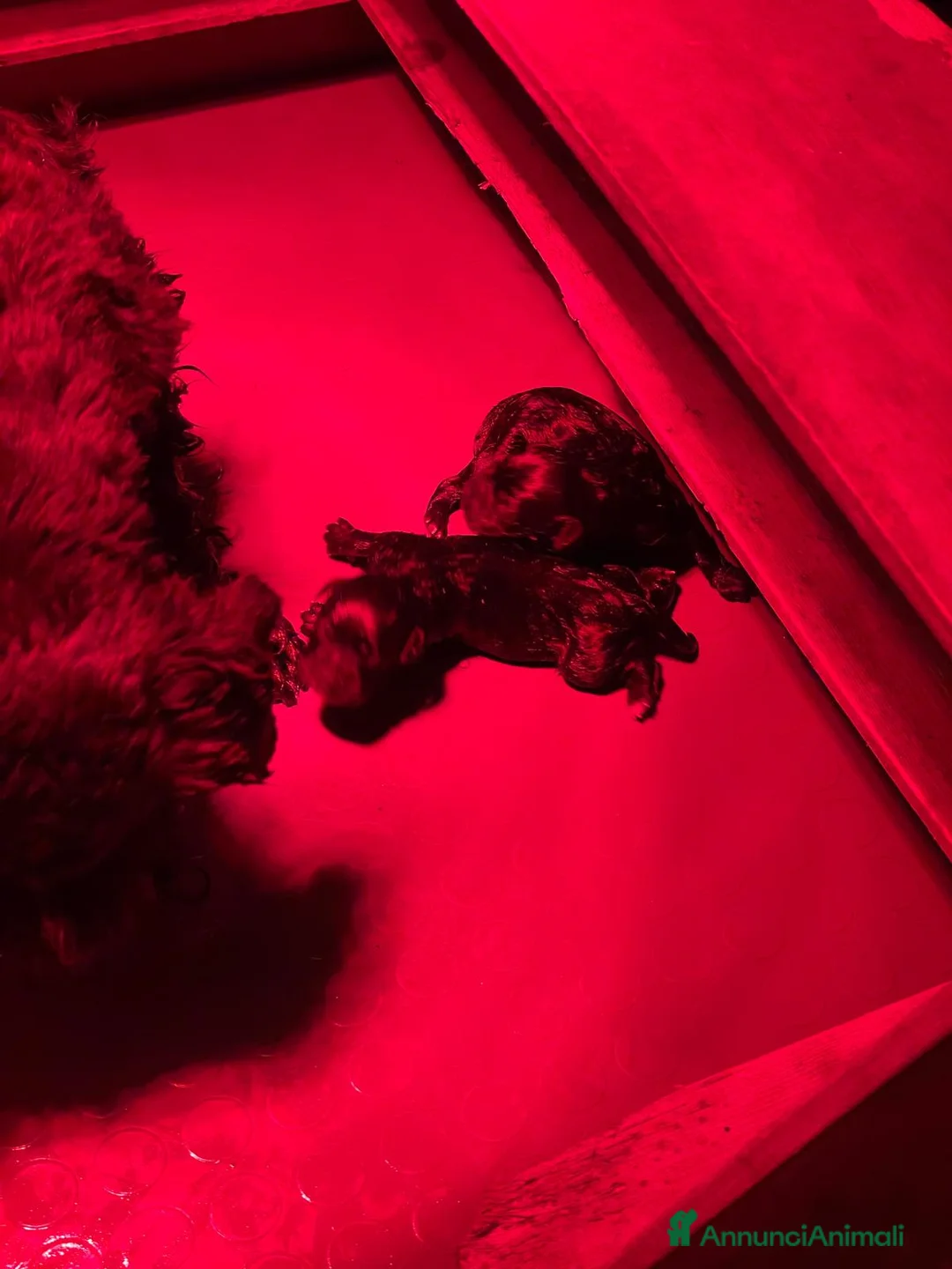 Mini Schnauzer cani in vendita: Schnauzer nani neri con pedigree ENCI - Annuncio 5