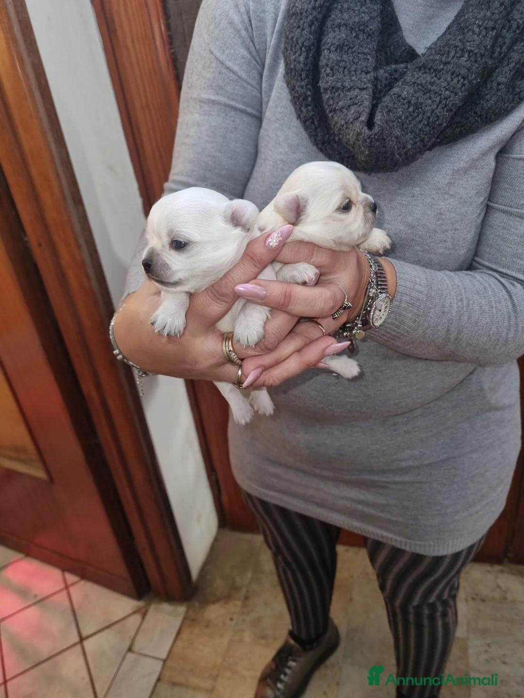 Chihuahua cani in vendita: Cuccioli di chihuahua toy  - Annuncio 2