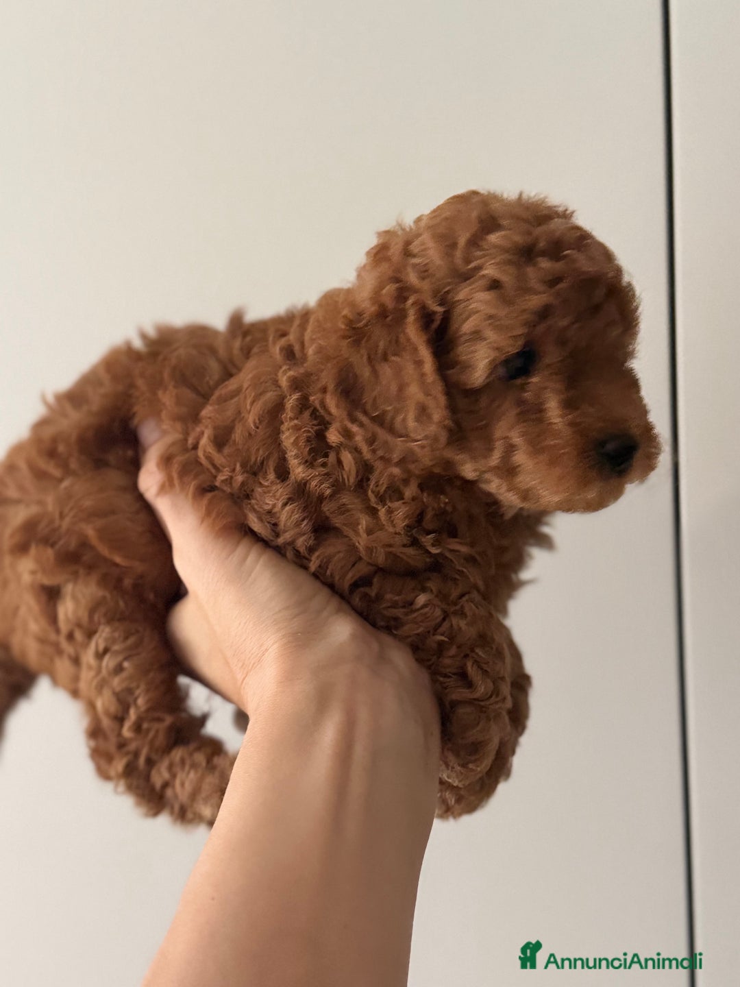 Barboncino cani in vendita: Barboncino piccolo nanetto  - Immagine 7