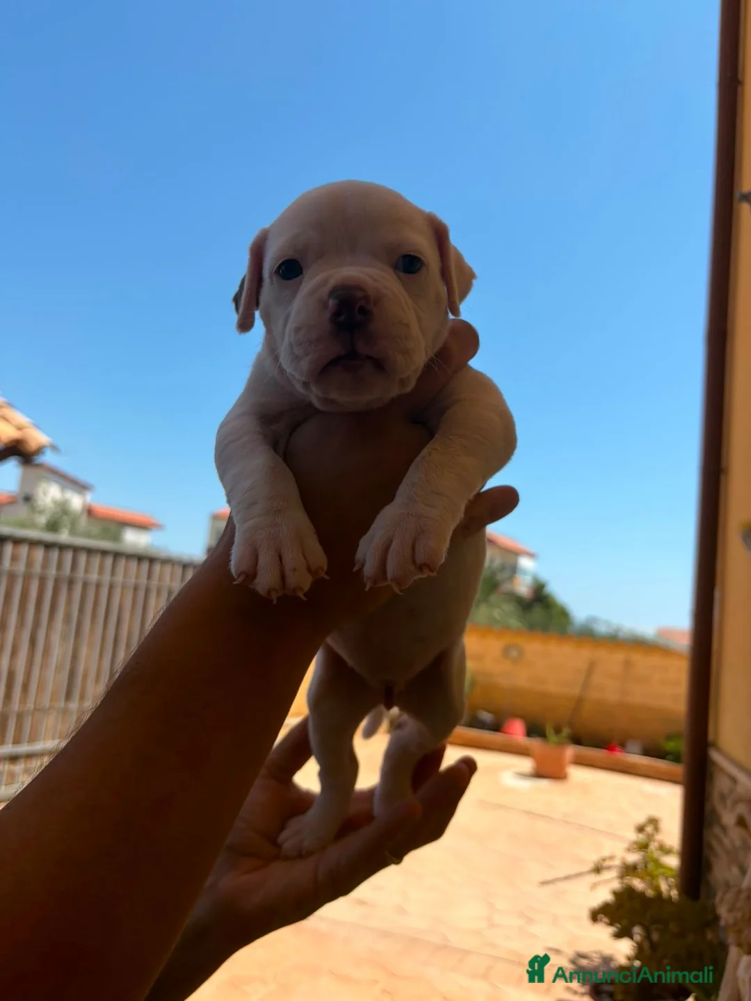 Bulldog cani in vendita: Cuccioli di bulldog americano  a Libero consorzio comunale di Agrigento - Annuncio 2