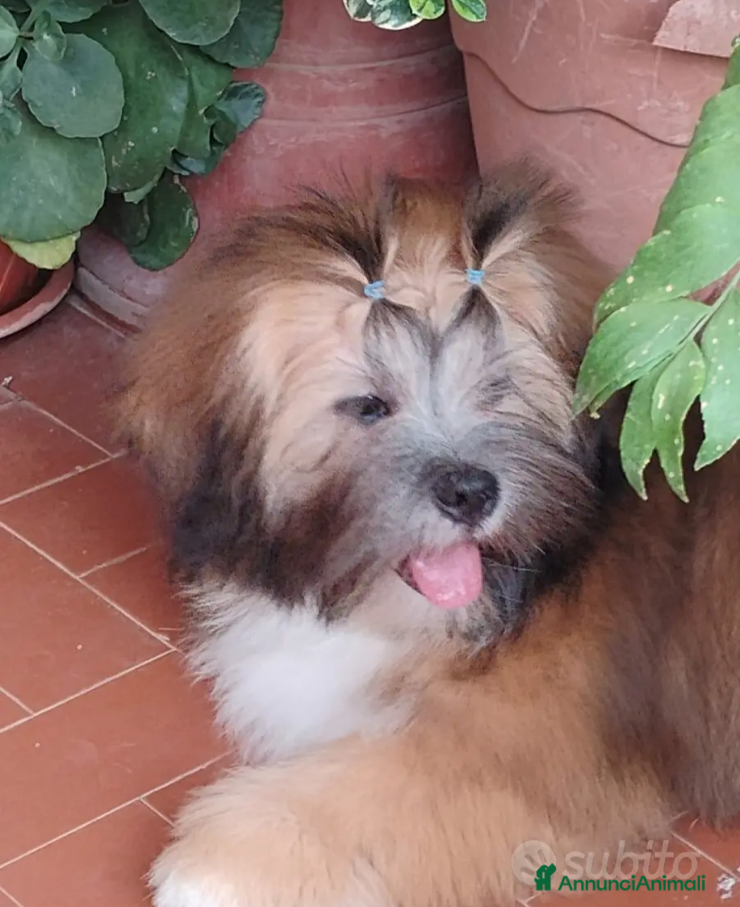 Lhasa Apso cani in vendita: Lhasa Apso  - Immagine 1
