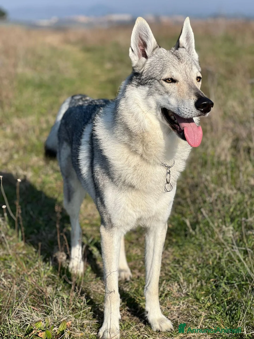 Lupo Cecoslovacco cani in regalo: Cedo lupo cecoslovacco  a Città metropolitana di Roma Capitale - Annuncio 5
