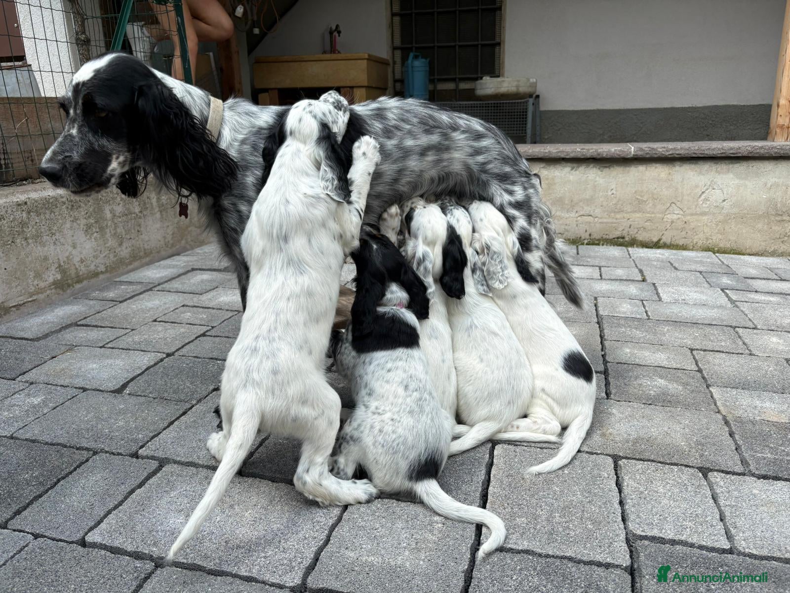 Setter Inglese cani Setter inglese  - Annuncio 6