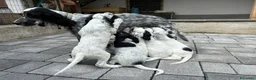 Setter Inglese cani in vendita: Setter inglese  a Provincia autonoma di Trento - Annuncio 1