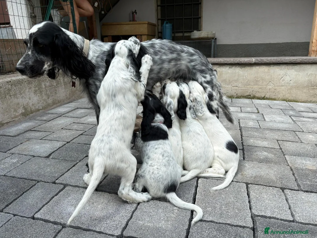 Setter Inglese cani in vendita: Setter inglese  a Provincia autonoma di Trento - Annuncio 1