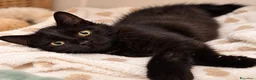 Europeo gatti in regalo: Dolcissima gattina  a Città metropolitana di Roma Capitale - Annuncio 3