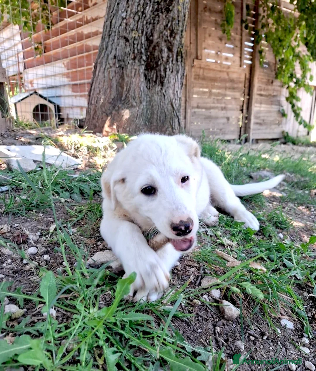 Meticcio cani in regalo: Cucciola taglia media 2 mesi e mezzo - Annuncio 3