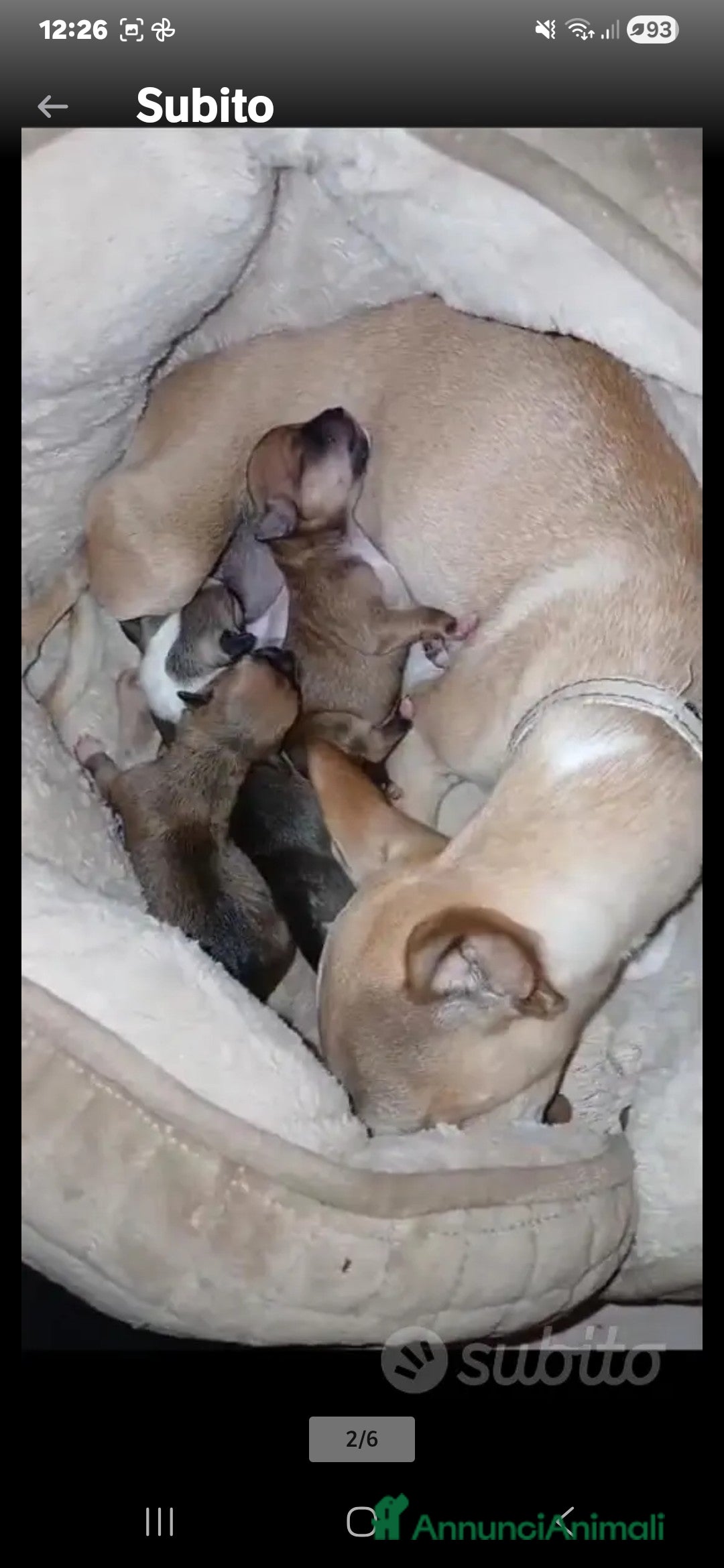 Chihuahua cani Chihuahua cuccioli - Annuncio 12