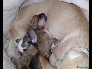 Chihuahua cani Chihuahua cuccioli - Annuncio 12