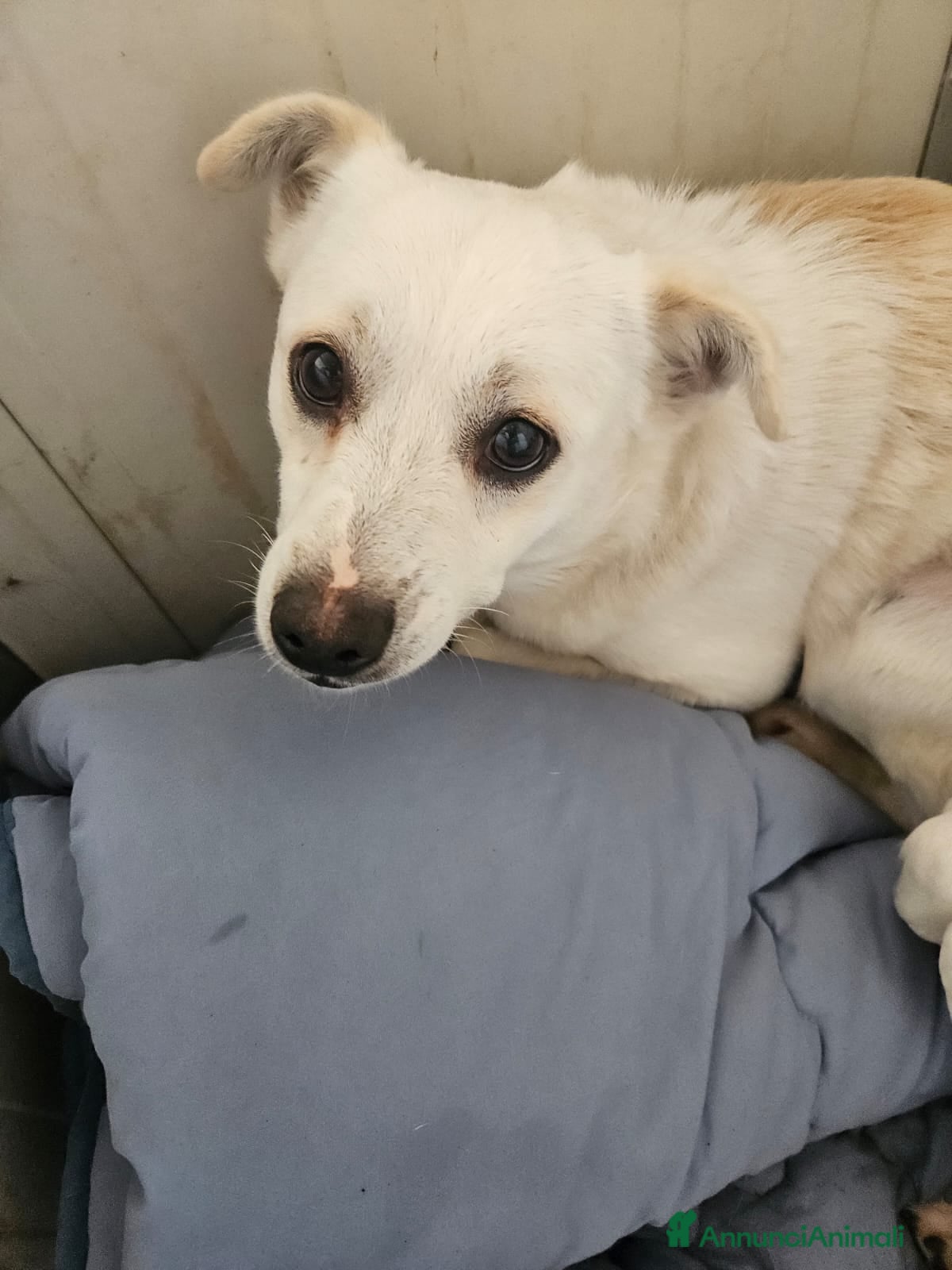 Meticcio cani Boris: 1 anno taglia piccola  - Annuncio 2