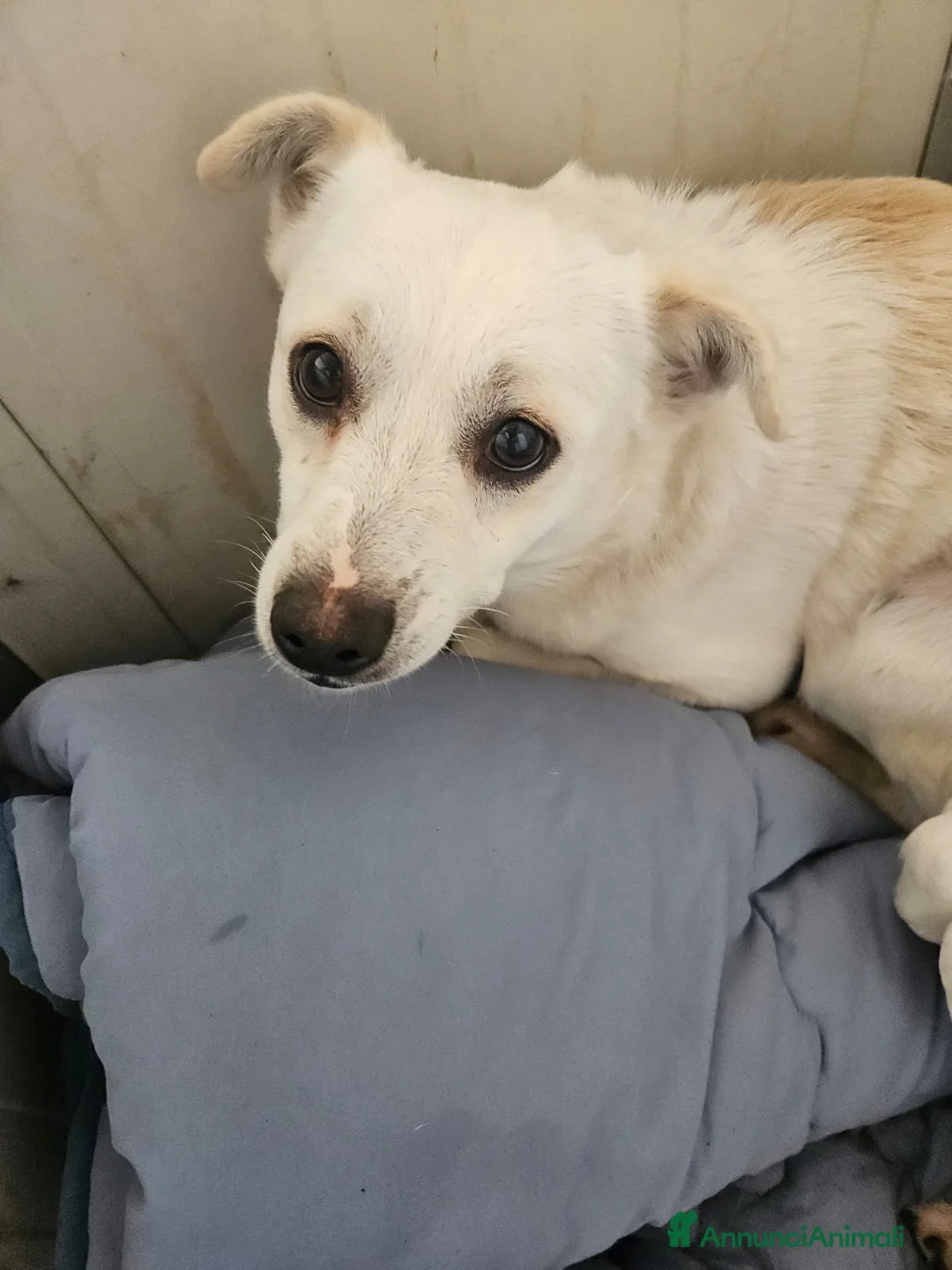 Meticcio cani in regalo: Boris: 1 anno taglia piccola  - Annuncio 2