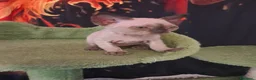Devon Rex gatti in vendita: Devon rex Chocolate point  - Annuncio 5