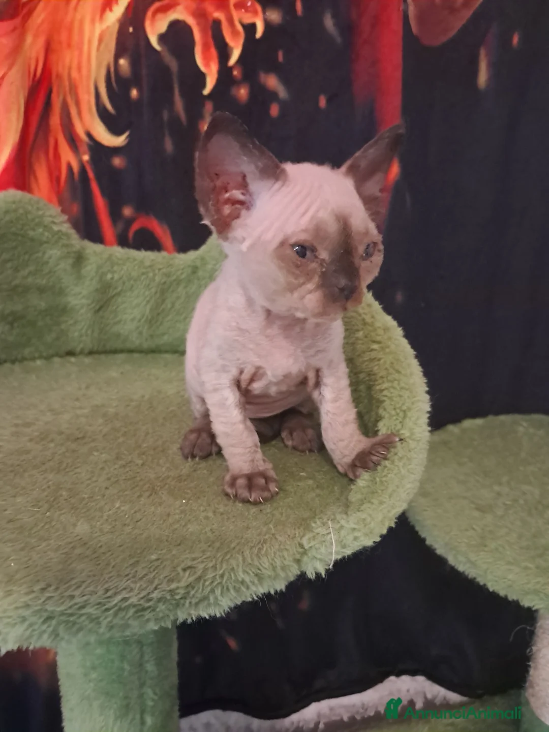 Devon Rex gatti in vendita: Devon rex Chocolate point  - Annuncio 5