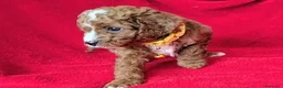 Cavapoo cani in vendita: Splendidi cuccioli di Cavapoo F1B a Città metropolitana di Milano - Annuncio 29