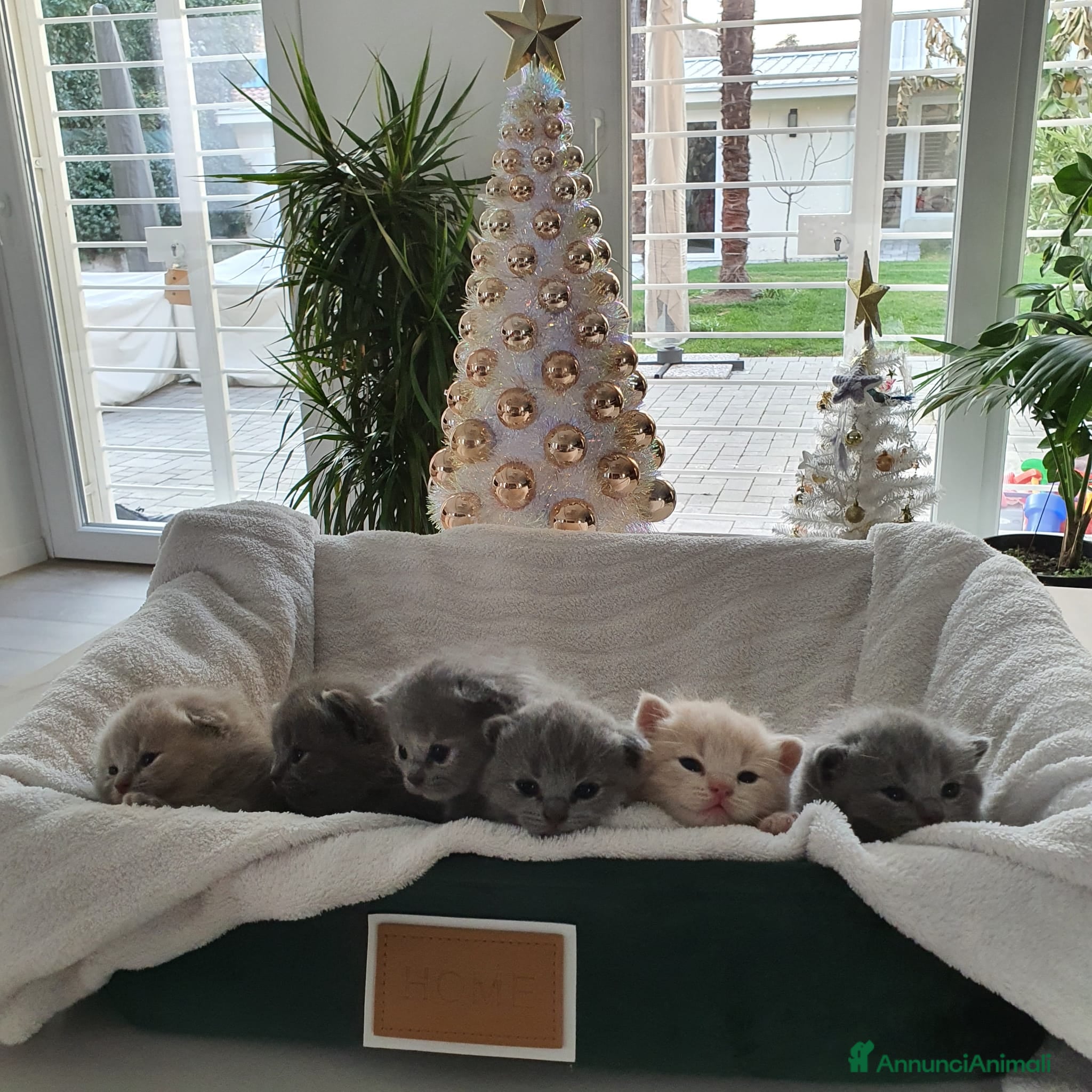 British gatti Prenotasi cuccioli di gatto British short hair - Annuncio 9