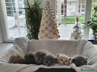 British gatti Prenotasi cuccioli di gatto British short hair - Annuncio 9