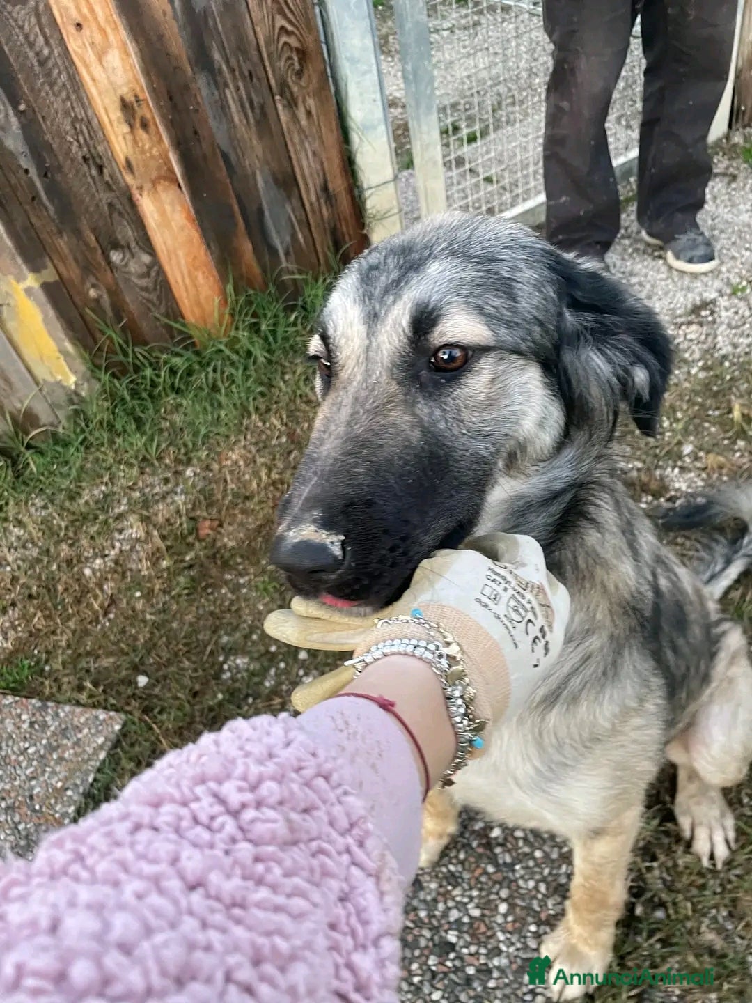 Meticcio cani in regalo: Adotta Rosy - Annuncio 1