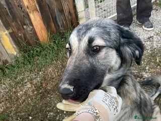 Meticcio cani Adotta Rosy - Annuncio 18