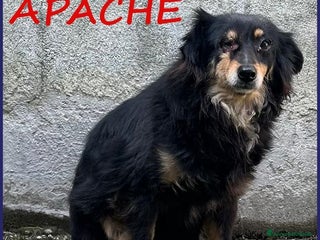Meticcio cani APACHE 9anni timido ha bisogno d'aiuto! tg media - Annuncio 24