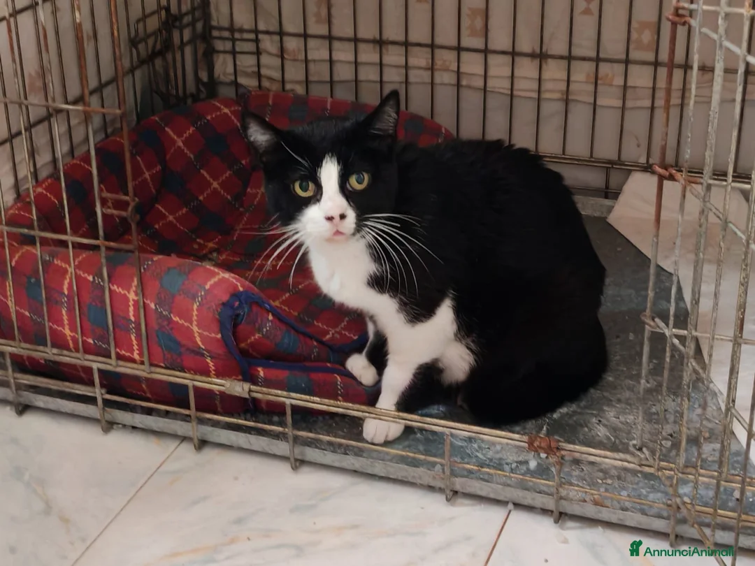 Meticcio gatti in regalo: Giovane micetta impaurita, e i suoi cuccioli - Annuncio 2