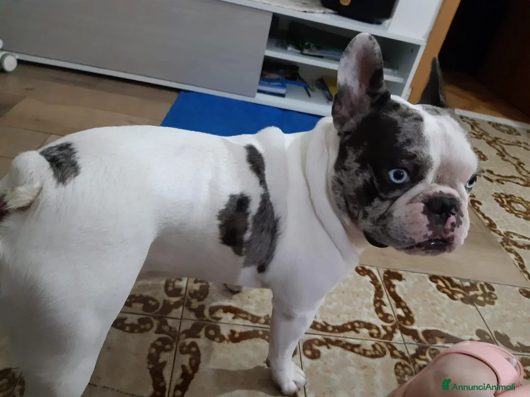 Bulldog Francese cani per accoppiamento: Bulldog francese per accoppiamento.   - Annuncio 4