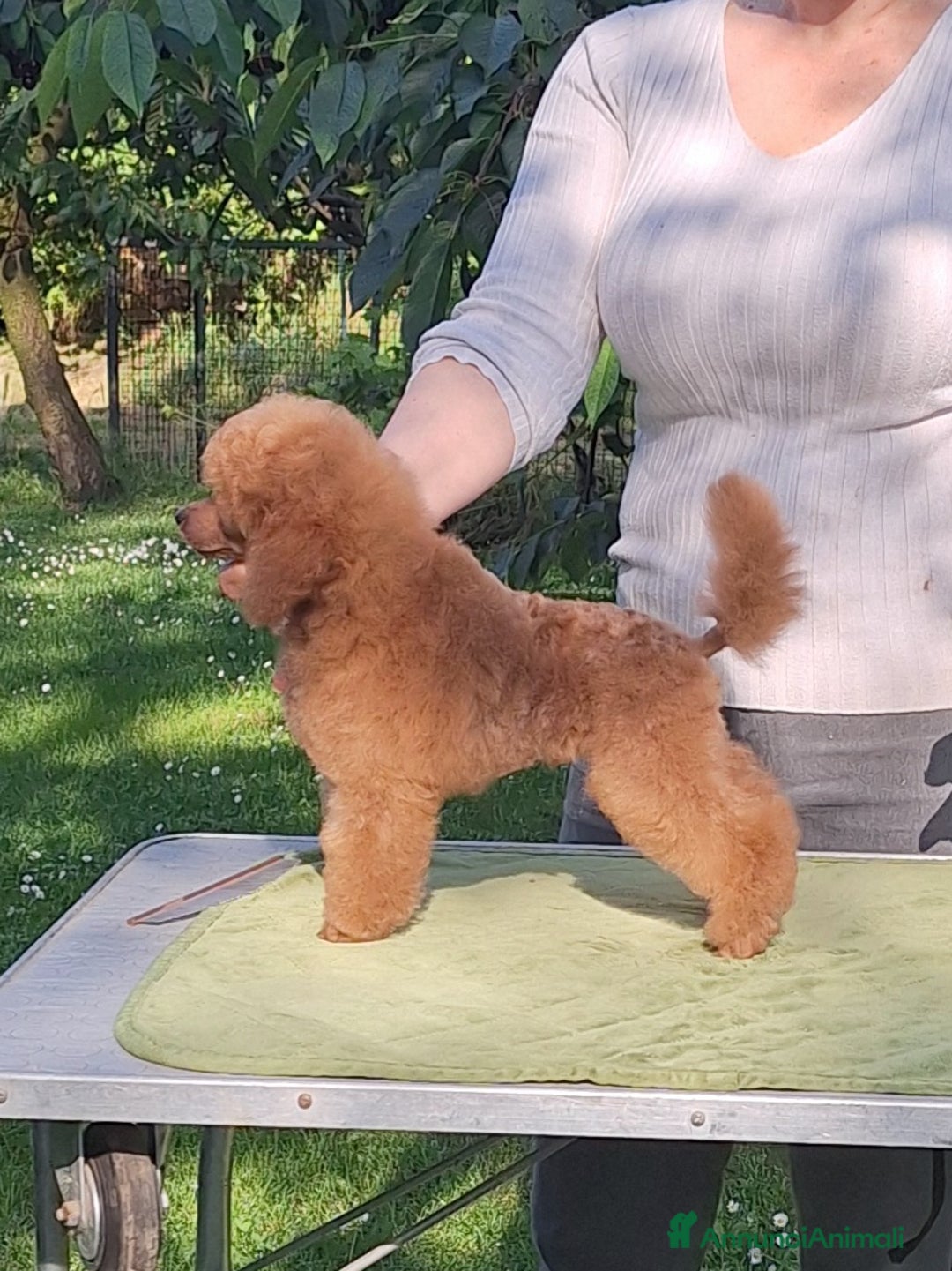 Barboncino cani in vendita: Cucciolata TOY RED con PEDIGREE ENCI + test - Annuncio 11
