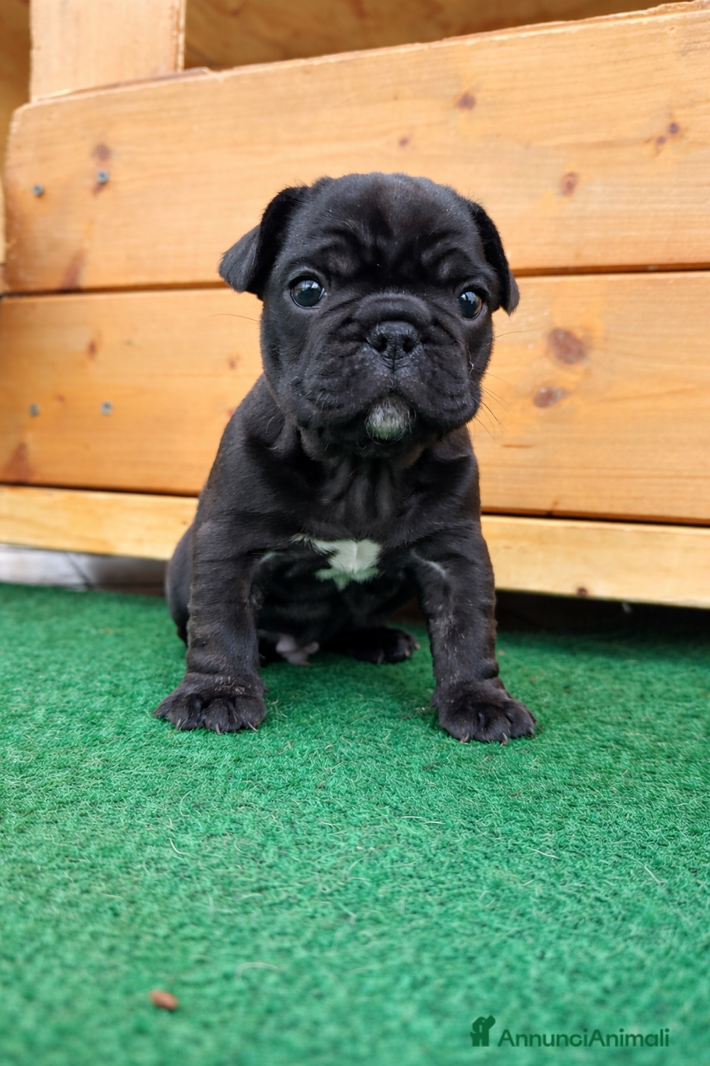 Bulldog Francese cani Bulldog francese  - Annuncio 1