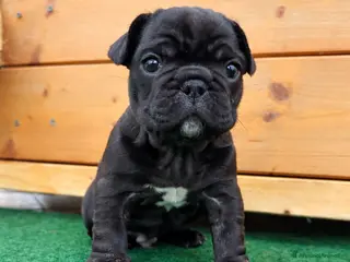 Bulldog Francese cani Bulldog francese - Annuncio 1