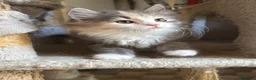 Siberiano gatti in vendita: Freya, bellissima gattina siberiana - Annuncio 11