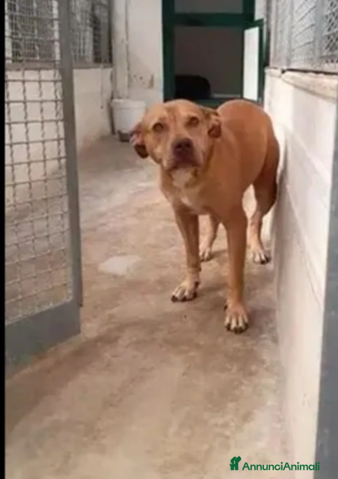 Pitbull cani in regalo: Pitbull adulta,salita anni fa e tornata a NAPOLI  - Annuncio 6