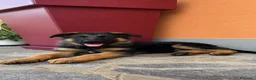 Pastore Tedesco cani in vendita: Cucciolo di Pastore Tedesco a Provincia di Bergamo - Annuncio 2