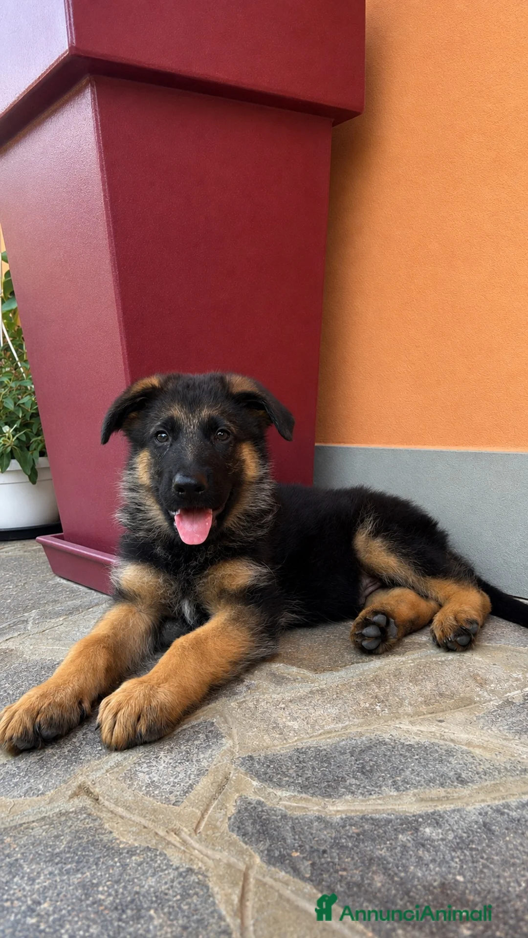 Pastore Tedesco cani in vendita: Cucciolo di Pastore Tedesco a Provincia di Bergamo - Annuncio 2