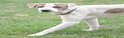Meticcio cani in regalo: PONY ATTENDE LA SUA RIVINCITA, IN ADOZIONE - Annuncio 1