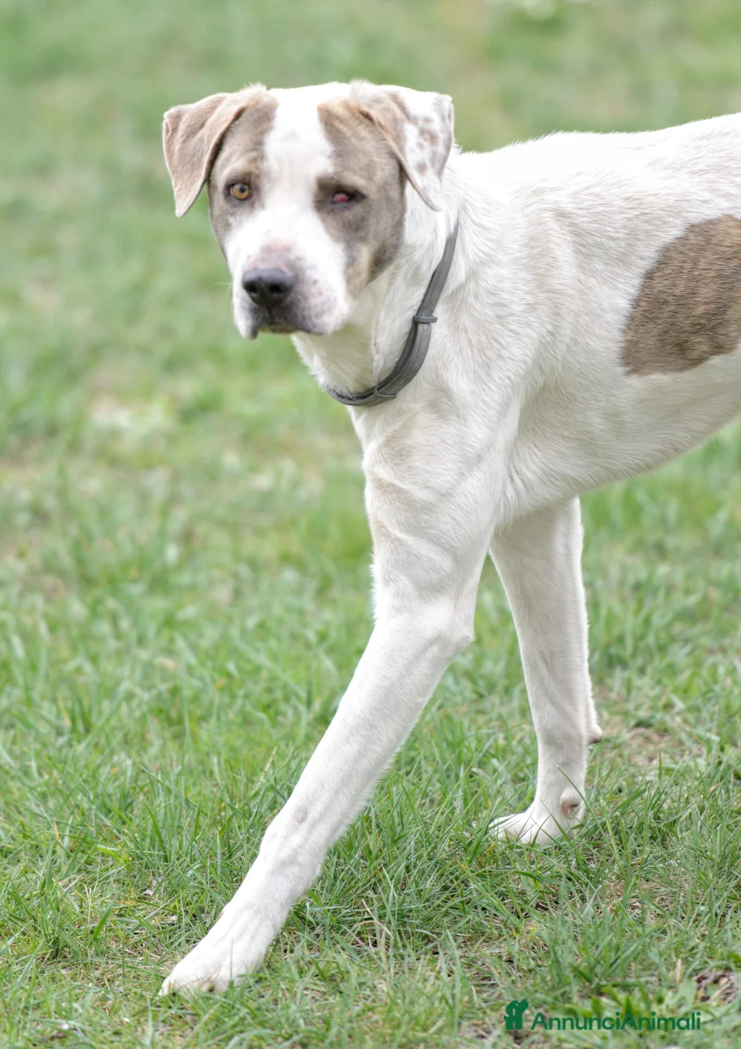 Meticcio cani in regalo: PONY ATTENDE LA SUA RIVINCITA, IN ADOZIONE - Annuncio 1