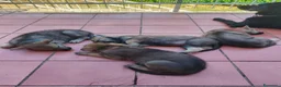 Lupo Cecoslovacco cani in vendita: Cane lupo cecoslovacco  a Città Metropolitana di Bologna - Annuncio 8