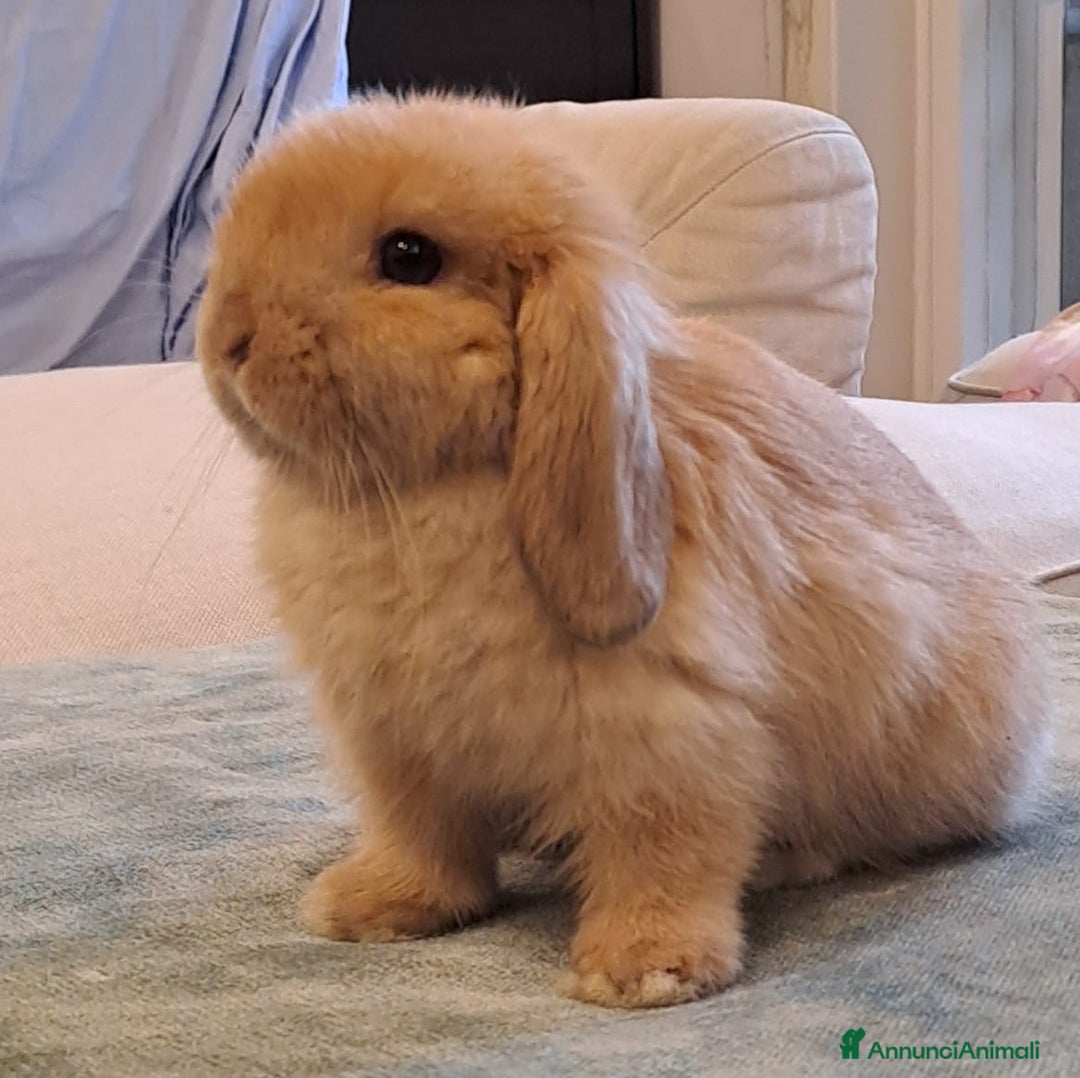 Europeo gatti in vendita: Arieti nani minilop - Annuncio 3