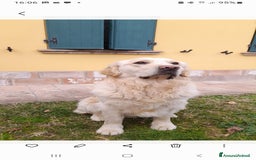 Golden Retriever cani per accoppiamento: Cerco cagnolina con la quale fare cuccioli  - Immagine 5