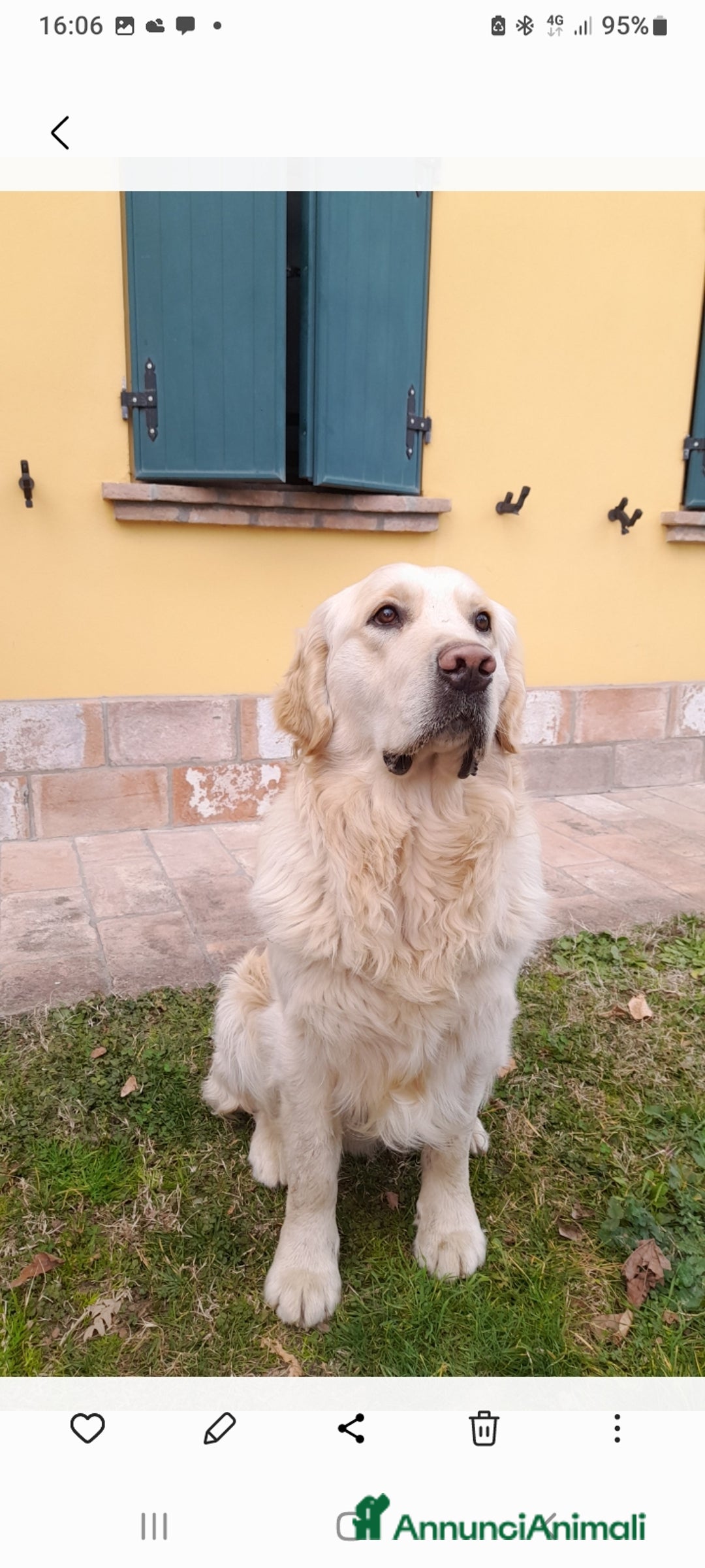 Golden Retriever cani per accoppiamento: Cerco cagnolina con la quale fare cuccioli  - Immagine 5