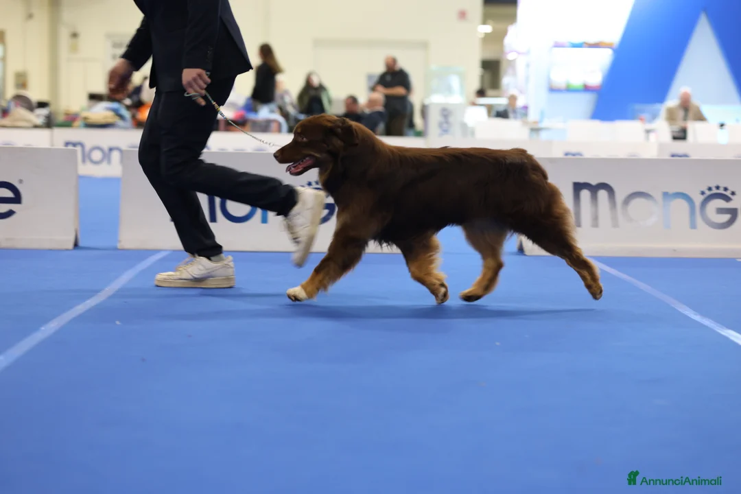 Australian Shepherd cani in vendita: Maschio di pastore australiano  - Annuncio 4