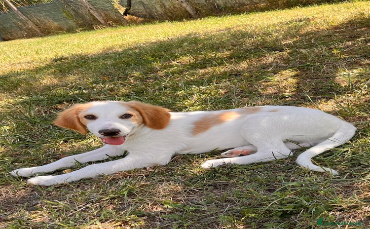 Meticcio cani a Provincia di Salerno - Annuncio 3