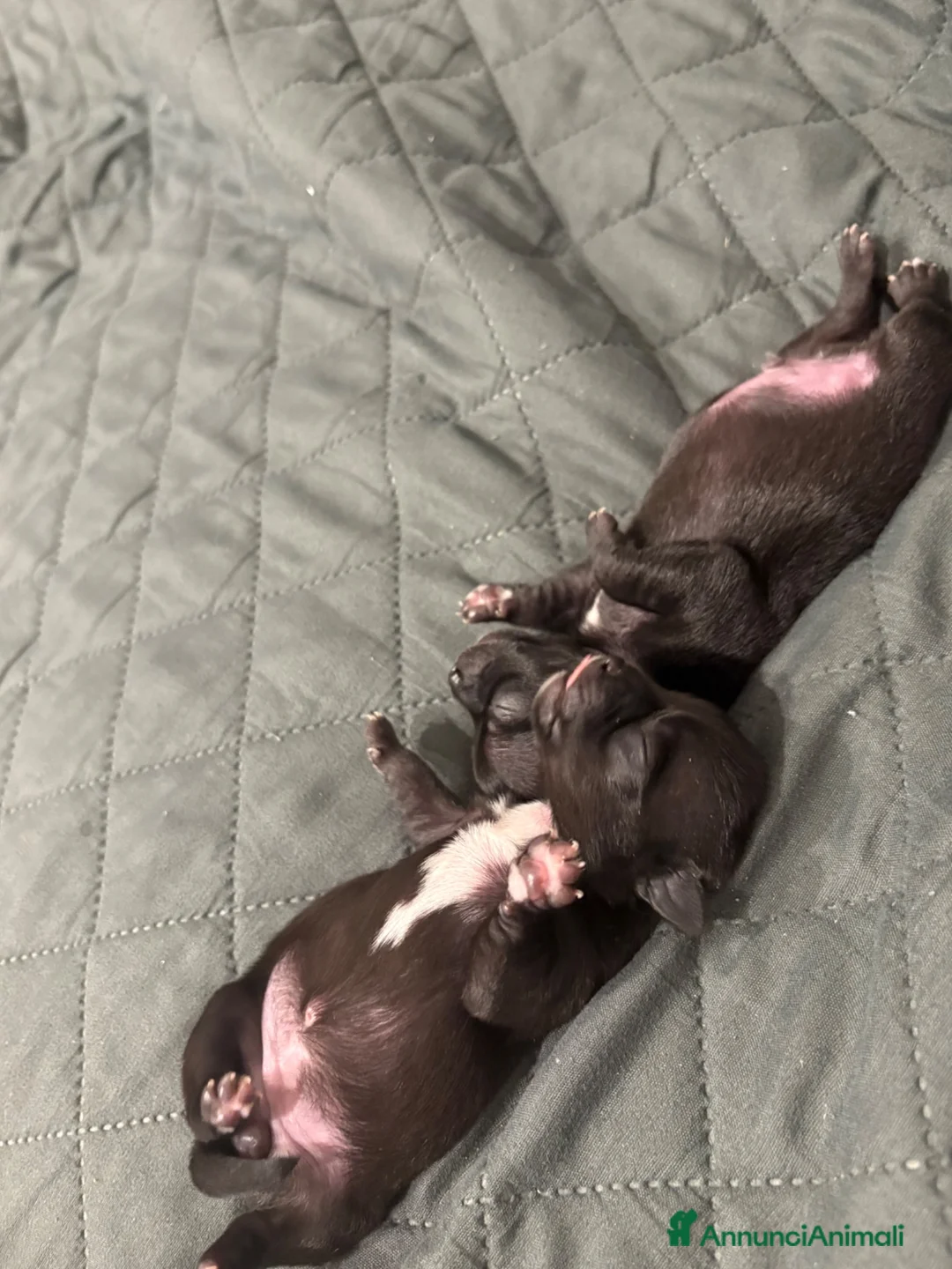 Chihuahua cani in vendita: Cuccioli di chihuahua  a Provincia di Ravenna - Annuncio 16