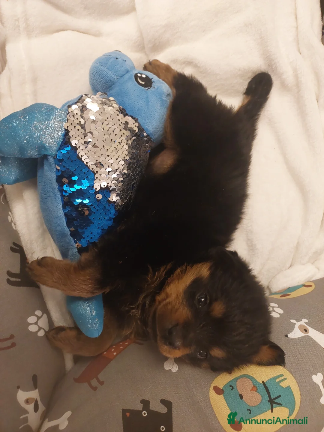 Rottweiler cani in vendita: Cuccioli di ROTTWEILER  - Annuncio 3