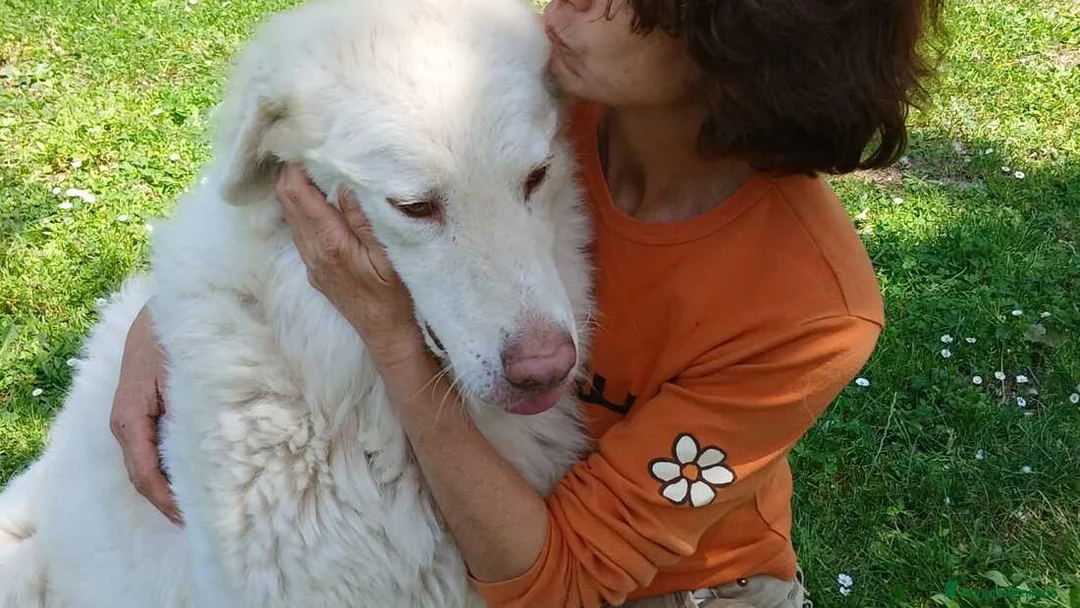 Meticcio cani in regalo: IL DOLCE FULVIO HA BISOGNO DI UNA FAMIGLIA - Annuncio 1