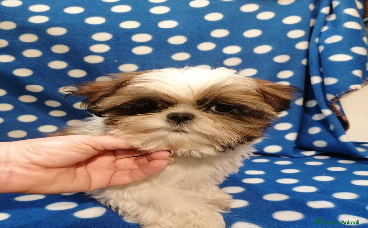 Shih Tzu cani a Province of Rovigo - Annuncio 13