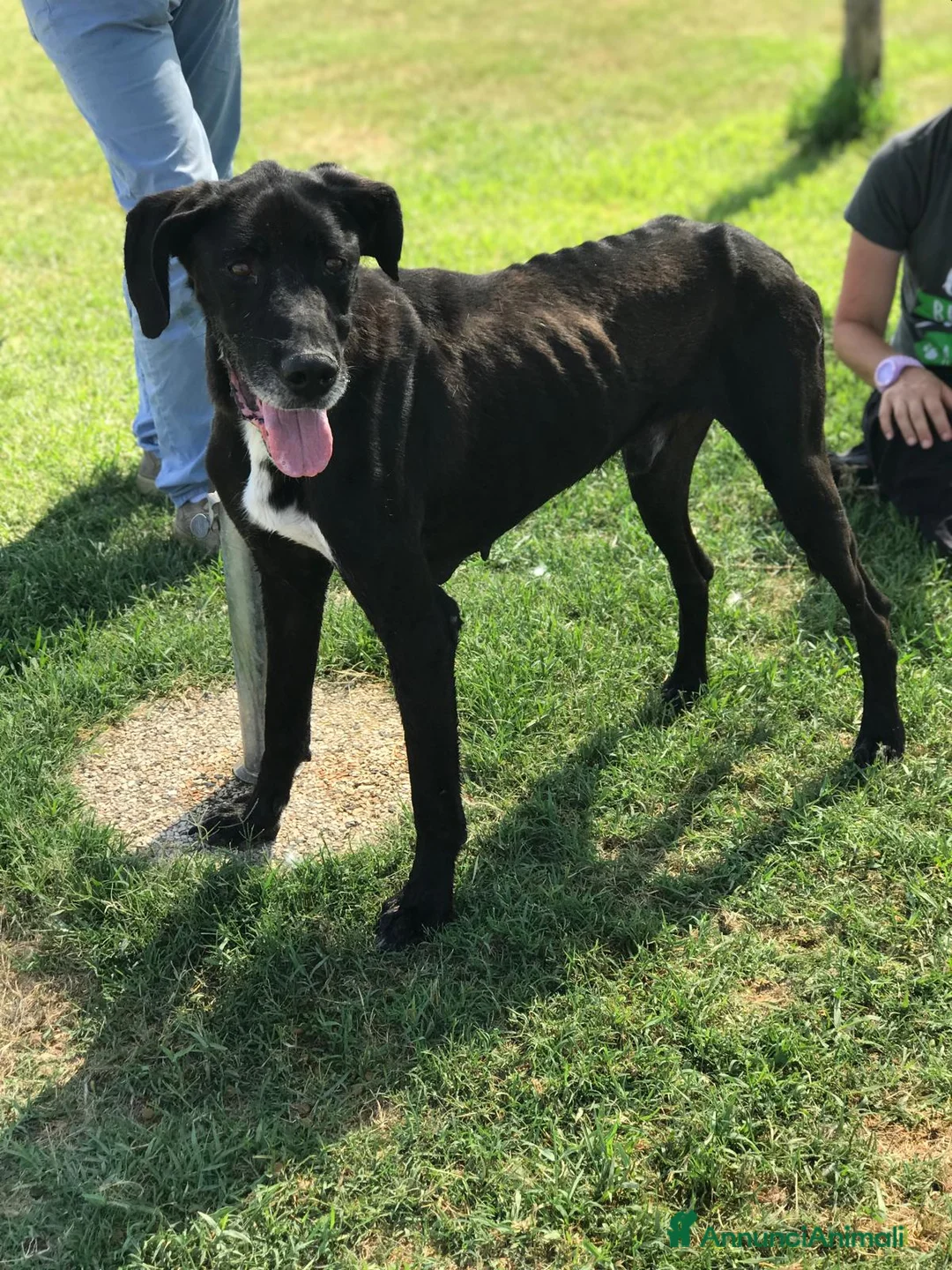 Meticcio cani in regalo: Help per Nestore, facciamolo uscire dalla gabbia! a Provincia di Latina - Annuncio 4