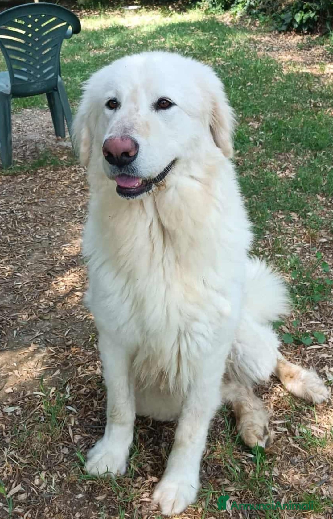 Pastore Maremmano cani in regalo: Leone buonissimo 3 anni  - Annuncio 2