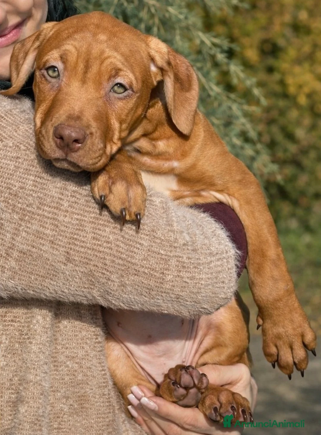 Pitbull cani in vendita: American Pitbull terrier con pedigree - Annuncio 6