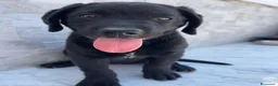Labrador cani in vendita: Cucciola di Labrador  a Libero consorzio comunale di Agrigento - Annuncio 4
