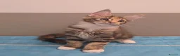 Maine Coon gatti in vendita: Cucciolata F Dolci Fusa - Annuncio 16