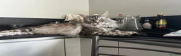 Maine Coon gatti in vendita: Maine coon con pedigree  - Annuncio 1